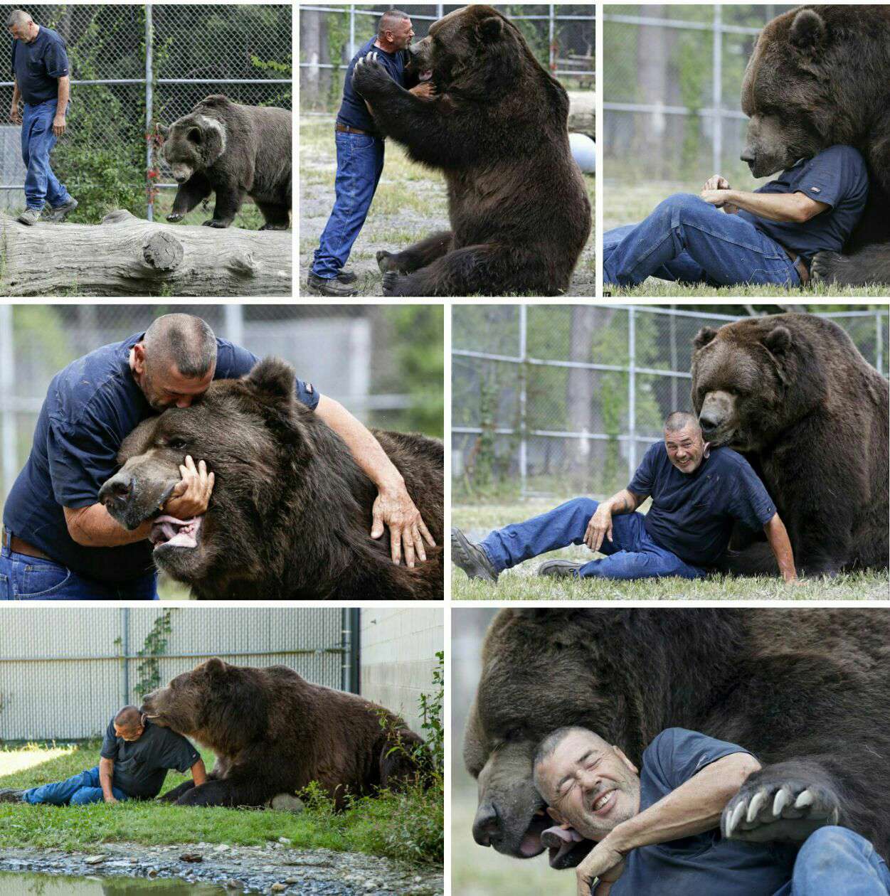 دوستی صمیمانه مرد و خرس غول‌پیکر

رابطه صمیمانه "جیم" و یک خرس غول پیکر ۸۰۰ کیلوگرمی به نام "جیمبو" تصاویر باورنکردنی خلق کرده است